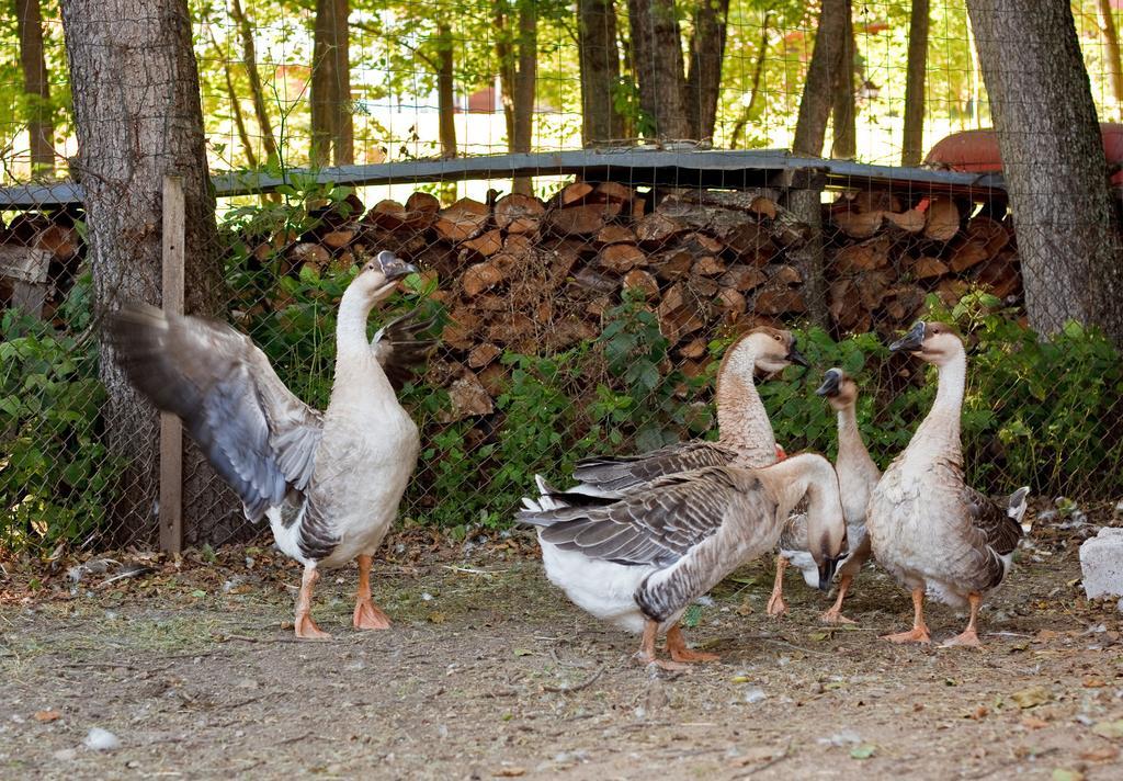 Ziolowa Dolina Olsztyn  Ngoại thất bức ảnh